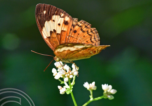 DG389203. Penang butterfly farm. Penang. Malaysia. 14.2.2023.