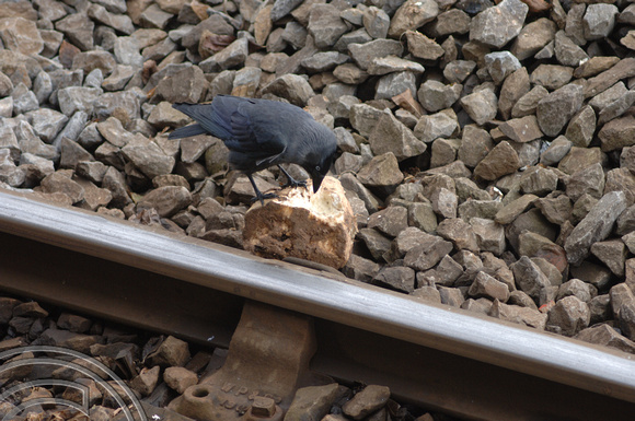 FDG2360. Crow eating sugar beet. Limerick Junction. 21.10.05.