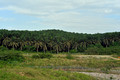 DG390409. Palm oil plantation. Paloh. Johor state. Malaysia. 7.3.2023.