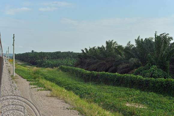 DG390411. Palm oil plantation. Paloh. Johor state. Malaysia. 7.3.2023.
