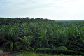 DG390416. Palm oil plantation. Paloh. Johor state. Malaysia. 7.3.2023.