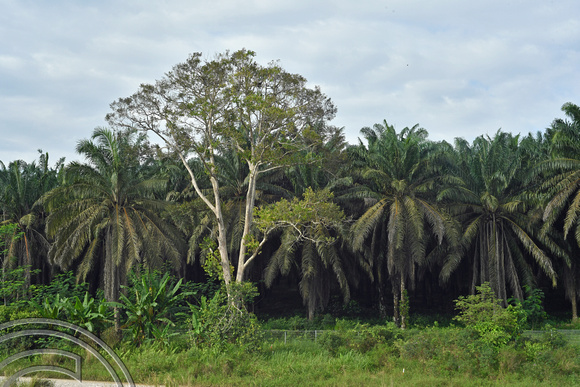 DG390418. Palm oil plantation. Paloh. Johor state. Malaysia. 7.3.2023.
