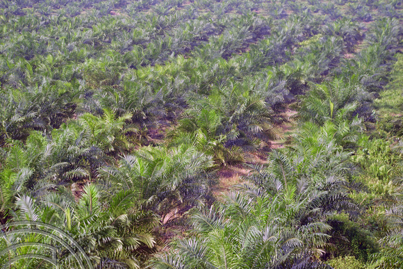 DG390436. Palm oil plantation. Paloh. Johor state. Malaysia. 7.3.2023.