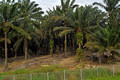 DG390456. Palm oil plantation. Paloh. Johor state. Malaysia. 7.3.2023.