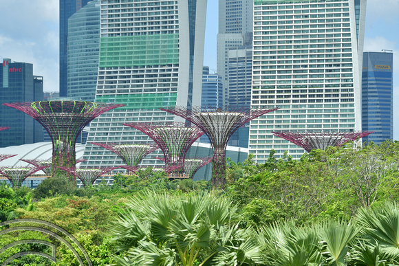 DG390656. Supertree Grove. Gardens by the Bay. Singapore. 9.3.2023.