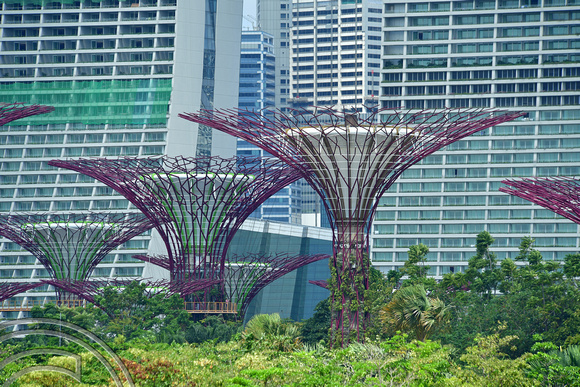 DG390657. Supertree Grove. Gardens by the Bay. Singapore. 9.3.2023.