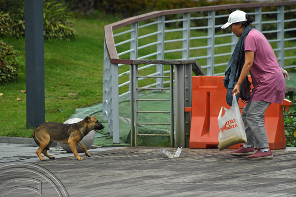DG390526. Woman feeding stray dogs. Johor Baru. Johor state. Malaysia. 8.3.2023.