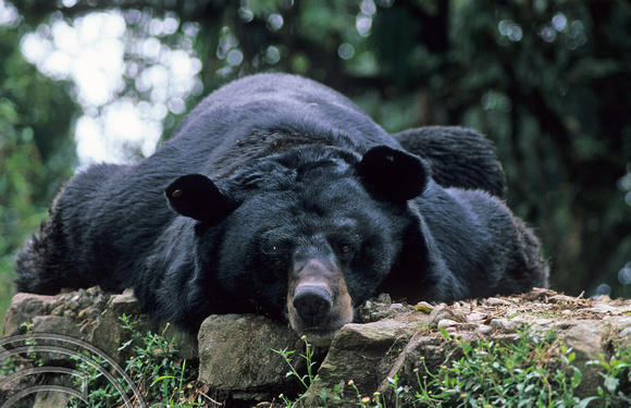 T6911. Himalayan Black bear. Darjeeling. W Bengal. India. 1998.