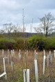 DG392278. HS2 mitigation planting near Waddesdon. Buckinghamshire. 1.4.2023.