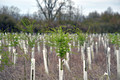 DG392279. HS2 mitigation planting near Waddesdon. Buckinghamshire. 1.4.2023.