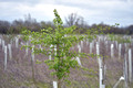 DG392281. HS2 mitigation planting near Waddesdon. Buckinghamshire. 1.4.2023.