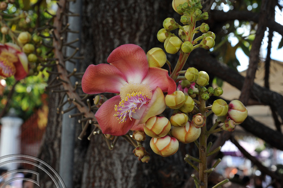 TD08264. Shorea robusta roxb (Sal tree). Wat Arun. Bangkok. Thailand 2.1.09.