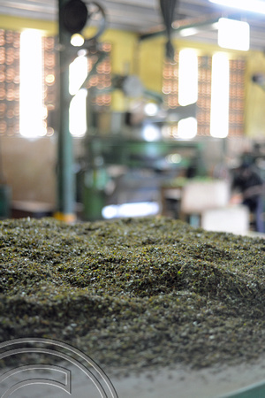 DG237736. Shredded tea leaves. Glenloch tea factory. Katukithula. Sri Lanka. 15.1.16.