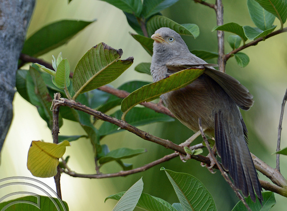 DG238281. Birdlife. Mirissa. Sri Lanka. 22.1.16