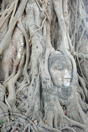 TD10039. Tree Buddha. Wat Mahatat. Ayutthaya. Thailand. 18.1.13.