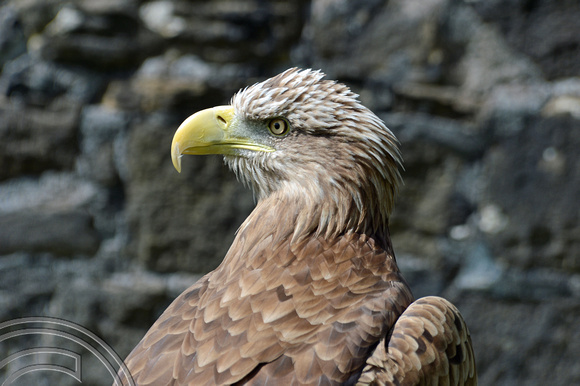 DG156279. White tailed Sea Eagle. Marsden. 11.8.13.