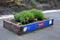 DG428265. Flowerbeds. Denton station. 21.9.2024.