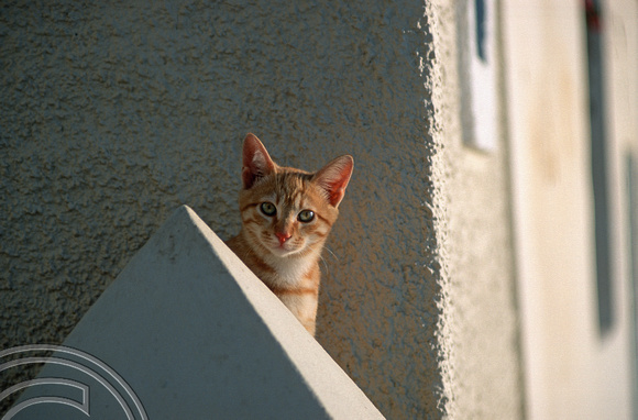 T11930. Cat on a wall. Fira. Santorini. Cyclades. Greece. 26.9.01