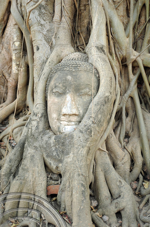 TD10024. Tree Buddha. Wat Mahatat. Ayutthaya. Thailand. 18.1.13.