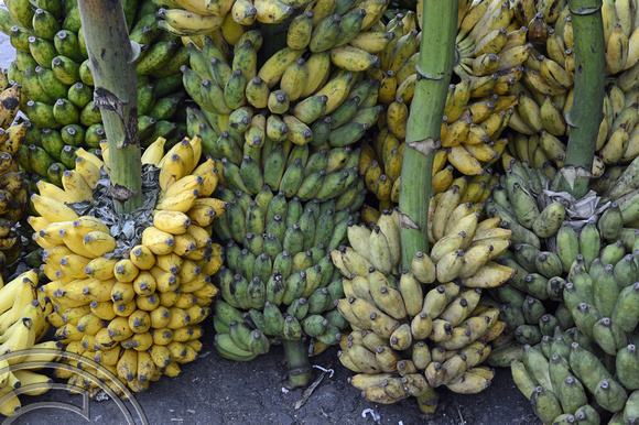 DG237313. Bananas. Manning market. Colombo. Sri Lanka. 11.1.16.