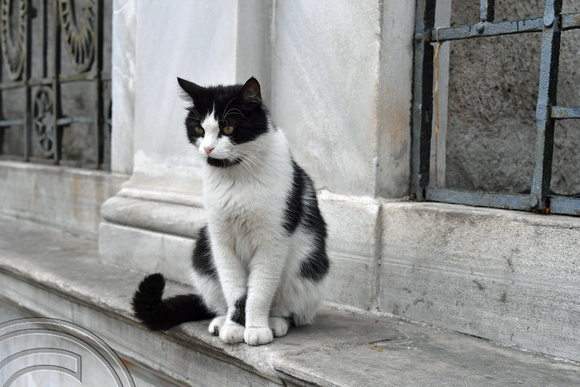 DG393518. Street cat. Istanbul. Turkey. 6.5.2023.