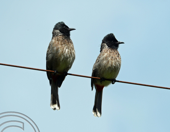 DG238107. Birds on a telegraph wire. Haputale. Hill Country. Sri Lanka. 18.1.16.