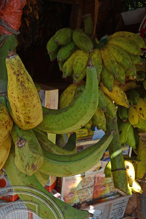 DG237712. Banana varieties. Sri Lanka. 15.1.16.