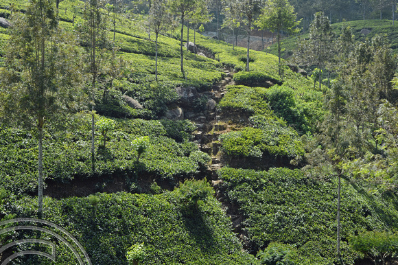 DG238097. Tea plantations West of Haputale. Hill Country. Sri Lanka. 18.1.16.