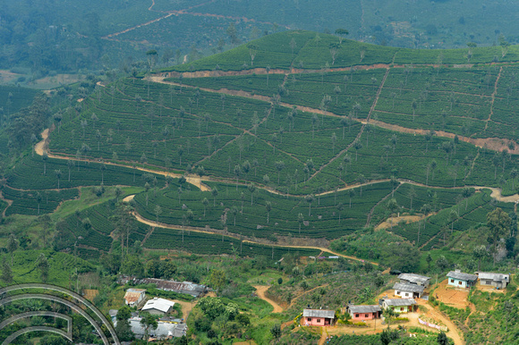 DG237967. tea plantations. Haputale. Sri Lanka. 17.1.16.