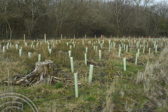 DG365818. HS2 mitigation planting. Cubbington Wood. Warks. 16.2.2022.