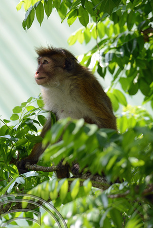 DG237591. Monkey in a tree. Kandy. Sri Lanka. 12.1.16.