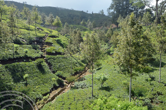 DG238099. Tea plantations West of Haputale. Hill Country. Sri Lanka. 18.1.16.