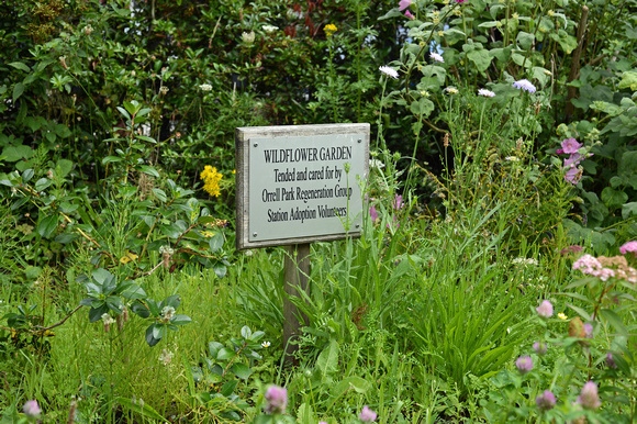 DG154311. Wildflower garden. Orrell Park. 26.7.13.