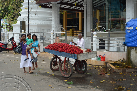 DG238674. Selling rambutans. Galle. Sri Lanka. 31.1.16