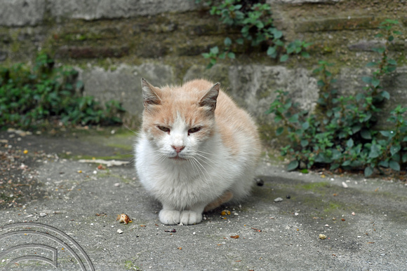 DG393529. Street cat. Istanbul. Turkey. 6.5.2023.