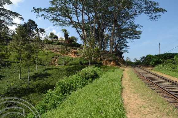 DG238101. Tea plantations West of Haputale. Hill Country. Sri Lanka. 18.1.16.