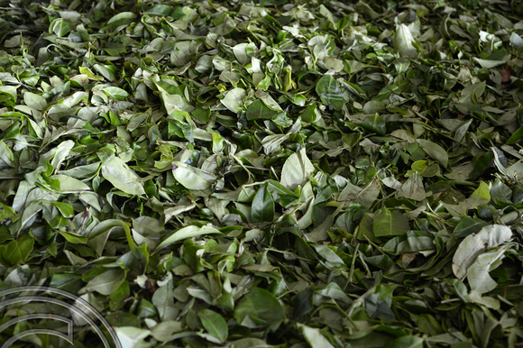 DG237715. tea drying. Glenloch tea factory. Katukithula. Sri Lanka. 15.1.16.
