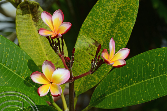 DG238766. Frangipani flowers. Unawatuna. Sri Lanka. 1.2.16.