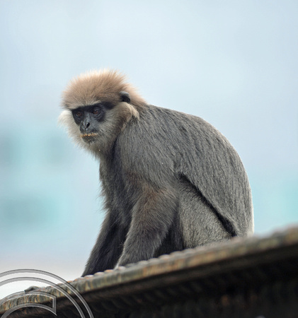 DG238736. Monkey. Galle. Sri Lanka. 31.1.16