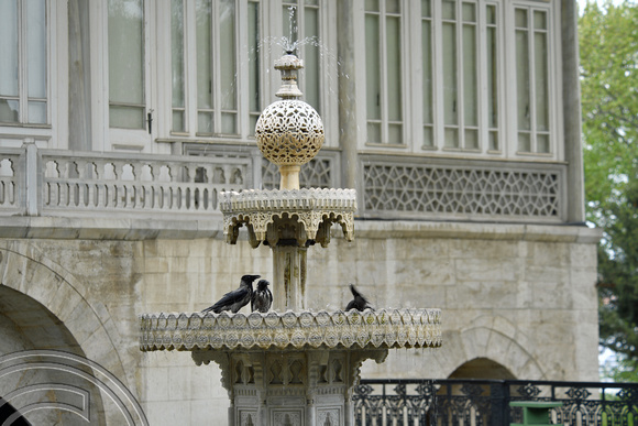 DG393388. Crows bathing in a fountain. Topkapi Palace. Istanbul. Turkey. 6.5.2023.
