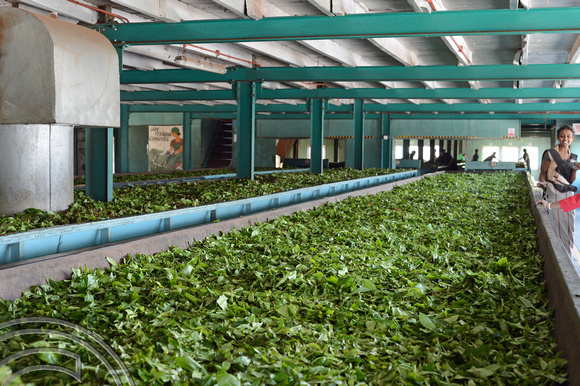 DG237714. tea drying. Glenloch tea factory. Katukithula. Sri Lanka. 15.1.16.