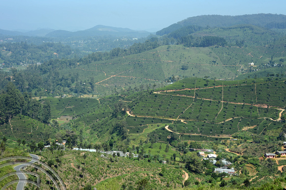 DG238067. Tea plantations at  Haputale. Hill Country. Sri Lanka. 18.1.16.