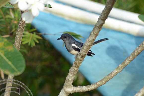 DG238657. Oriental Magpie-robin (Copsychus saularis) Unawatuna. Sri Lanka. 31.1.16