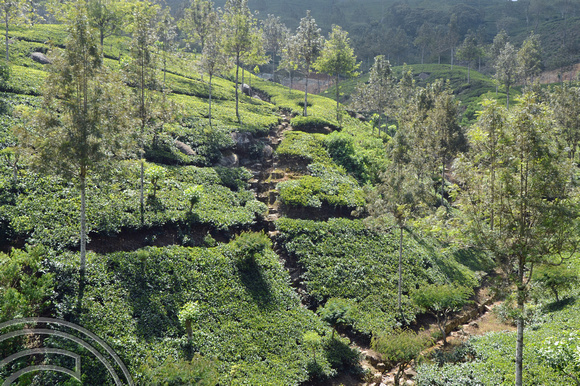 DG238100. Tea plantations West of Haputale. Hill Country. Sri Lanka. 18.1.16.