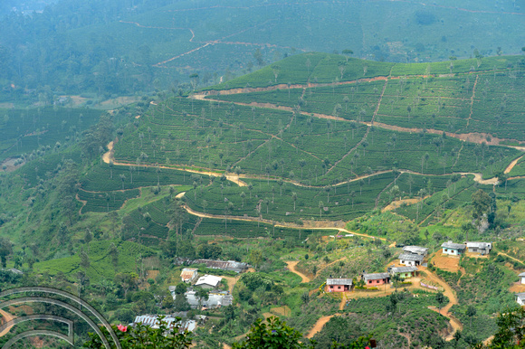 DG237965. tea plantations. Haputale. Sri Lanka. 17.1.16.