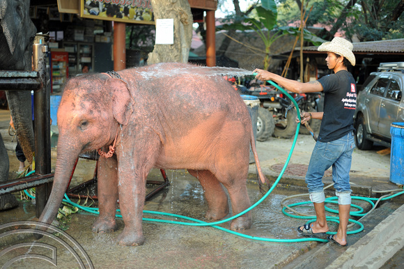 TD10092. Elephant sanctury. Ayutthaya. Thailand. 18.1.09