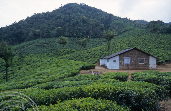 T6417. Tea plantation. Kerala. India. December.1997