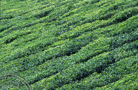 T6407. Tea plantations. Kerala. India. December.1997