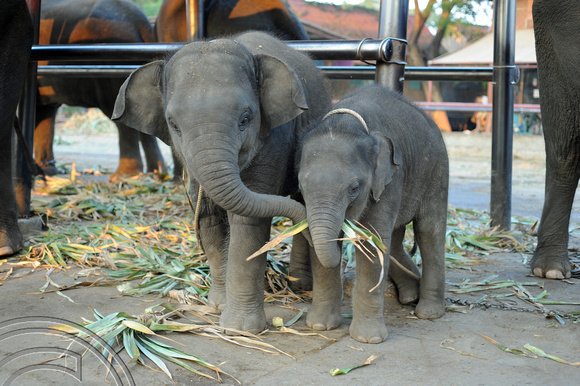 TD10123. Elephant sanctury. Ayutthaya. Thailand. 18.1.09