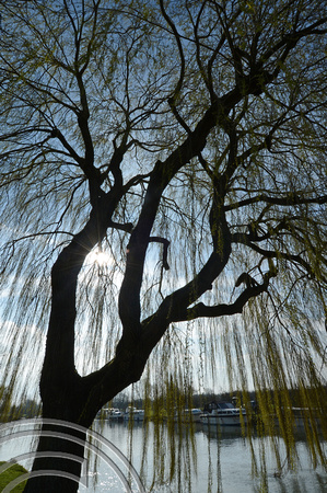DG242203. Weeping willow on the Thames at Newbridge. Oxfordshire. 3.4.16